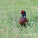 pheasant_manan_h_0492_can3779.jpg
