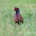 pheasant_manan_h_0494_can3781.jpg
