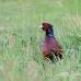 pheasant_manan_h_0495_can3782.jpg