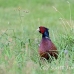pheasant_manan_h_0496_can3783.jpg
