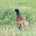pheasant_manan_h_0538_can3825.jpg