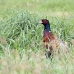 pheasant_manan_h_0543_can3830.jpg