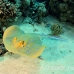 ray_bluespotted_tob_h_0004_egy0011.jpg