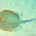 ray_bluespotted_tob_h_0006_egy0013.jpg
