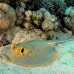 ray_bluespotted_tob_h_0021_egy0034.jpg
