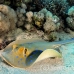 ray_bluespotted_tob_h_0022_egy0035.jpg