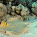 ray_bluespotted_tob_h_0024_egy0037.jpg