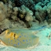 ray_bluespotted_tob_h_0025_egy0038.jpg