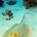 ray_bluespotted_tob_v_0012_egy0020.jpg