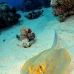 ray_bluespotted_tob_v_0013_egy0021.jpg