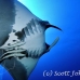 ray_manta_bro_b_h_0028_egy0122.jpg
