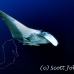 ray_manta_bro_b_h_0030_egy0124.jpg