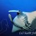 ray_manta_bro_b_h_0034_egy0128.jpg