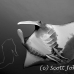 ray_manta_bro_b_h_0034_egy0128_bw.jpg