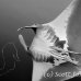 ray_manta_bro_b_h_0035_egy0129_bw.jpg
