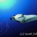 ray_manta_bro_b_h_0040_egy0134.jpg