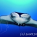 ray_manta_bro_b_h_0048_egy0142.jpg