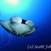 ray_manta_bro_b_h_0049_egy0143.jpg
