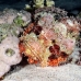 scorpionfish_tasseled_man_h_0001_egy0843.jpg