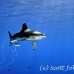 shark_whitetip_oceanic_dae_h_0049_egy0702.jpg