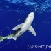 shark_whitetip_oceanic_dae_h_0058_egy0711_rv.jpg