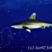 shark_whitetip_oceanic_dae_h_0069_egy0722.jpg