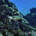 turtle_hawksbill_bro_b_h_0062_egy0158.jpg