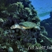 turtle_hawksbill_bro_b_h_0063_egy0159.jpg