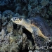 turtle_hawksbill_pan_h_0005_egy0053.jpg