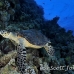 turtle_hawksbill_pan_h_0024_egy0073.jpg