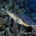 turtle_hawksbill_pan_h_0033_egy0084.jpg