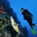 turtle_hawksbill_pan_v_0021_egy0069.jpg