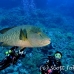 wrasse_napoleon_bro_b_h_0123_egy0221.jpg