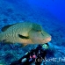 wrasse_napoleon_bro_b_h_0127_egy0225.jpg