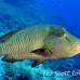 wrasse_napoleon_bro_b_h_0130_egy0228.jpg