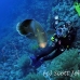 wrasse_napoleon_bro_b_h_0145_egy0238.jpg