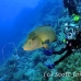 wrasse_napoleon_bro_b_h_0146_egy0239.jpg