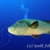wrasse_napoleon_bro_b_h_0147_egy0240.jpg
