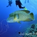 wrasse_napoleon_bro_b_h_0155_egy0249.jpg