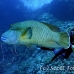 wrasse_napoleon_bro_b_h_0157_egy0251.jpg
