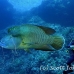 wrasse_napoleon_bro_b_h_0158_egy0252.jpg