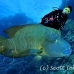 wrasse_napoleon_bro_b_h_0162_egy0256.jpg