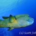wrasse_napoleon_bro_l_h_0002_egy0302.jpg