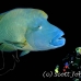 wrasse_napoleon_bro_l_h_0012_egy0312_rv.jpg