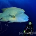 wrasse_napoleon_bro_l_h_0014_egy0314.jpg